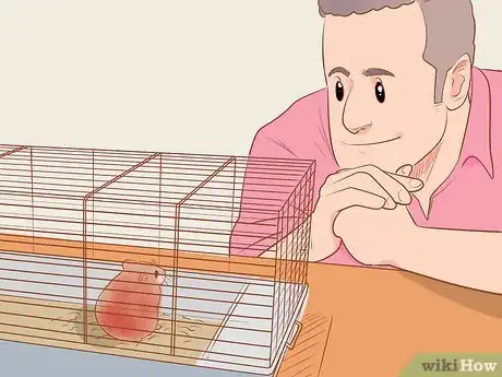 Image titled Introduce a New Hamster to Your Home Step 16