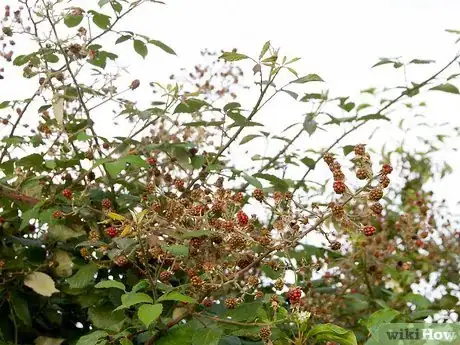 Image titled Survive in the Woods without Hunting Step 7