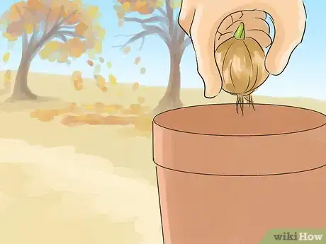 Image titled Grow Jonquils Step 2