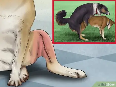 Image titled Know when to Stop Breeding a Male Dog Step 5