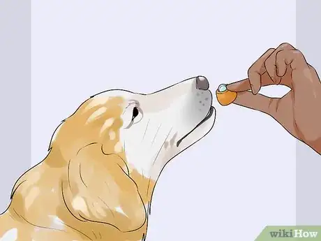 Image titled Greatly Improve the Life of a Dog with Arthritis Step 9