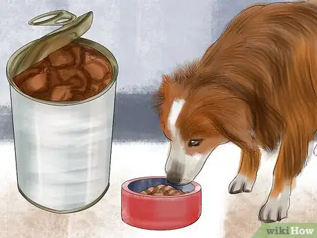 Image titled Choose Food for your Border Collie Step 6