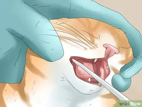 Image titled Diagnose a Cat Cough Step 13