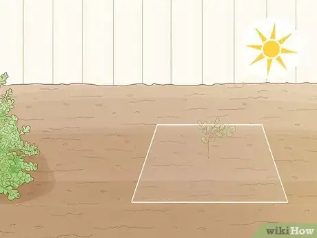 Image titled Care for Creeping Jenny Step 4