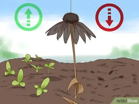 Image titled Prune Coneflowers Step 2