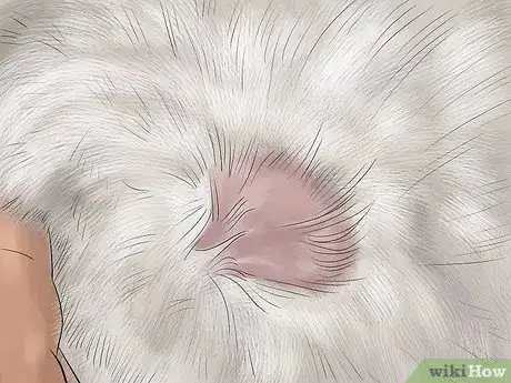 Image titled Diagnose and Treat Flea Allergies in Cats Step 4