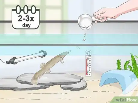 Image titled Keep Japanese Weather Loaches Step 8