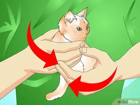 Image titled Give a Kitten a Bath Step 2