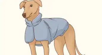 Keep Dogs Warm in the Winter