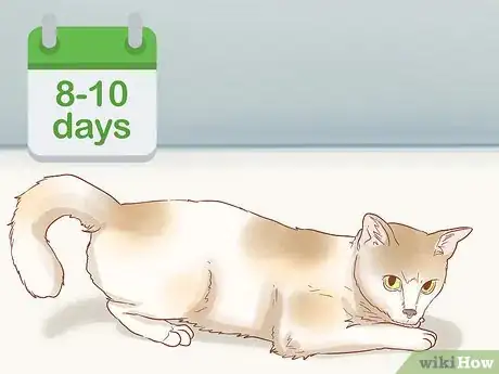 Image titled Tell if a Cat is Pregnant Step 3