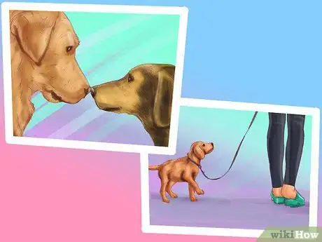 Image titled Be Prepared for Walking Your Dog Step 1