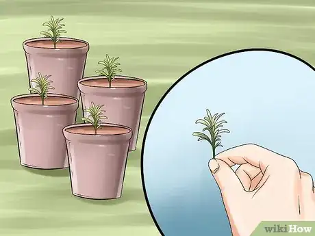 Image titled Divide a Lavender Plant Step 1