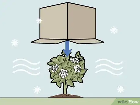 Image titled Care for Gardenias Step 13