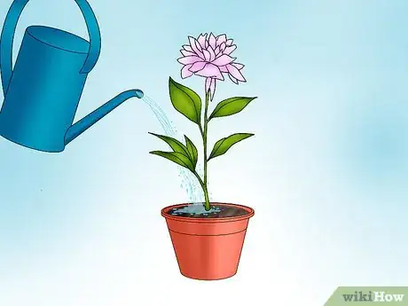 Image titled Grow a Peony in a Pot Step 8