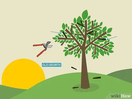 Image titled Prune Guava Trees Step 1