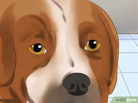 Image titled Diagnose Canine Infectious Hepatitis Step 5