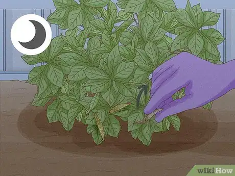 Image titled Does Vinegar Work for Slug Control Step 4