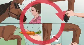 Train a Horse to Shake a Hoof