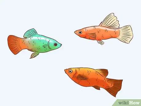 Image titled Find Compatible Tank Mates for Guppies Step 6