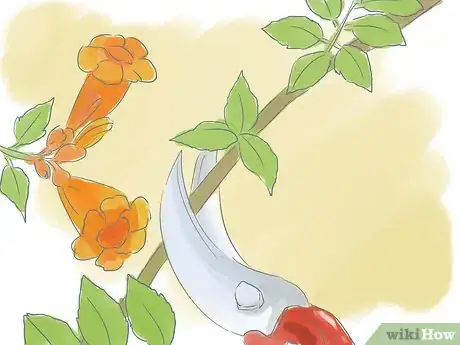 Image titled Prune a Trumpet Vine Step 7