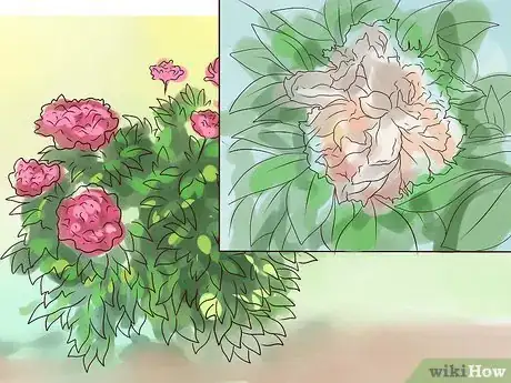 Image titled Plant Peonies Step 18