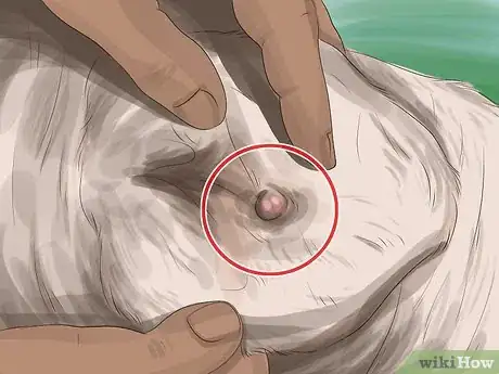 Image titled Give Cattle Hormones Step 6