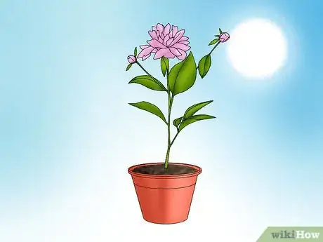 Image titled Grow a Peony in a Pot Step 6