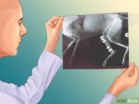 Image titled Treat Patellar Luxation in Shih Tzus Step 8
