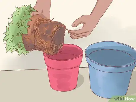 Image titled Prune Jasmine Step 12