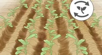 Use Crop Rotation in Gardening