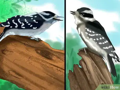 Image titled Tell the Difference Between Downy and Hairy Woodpeckers Step 4
