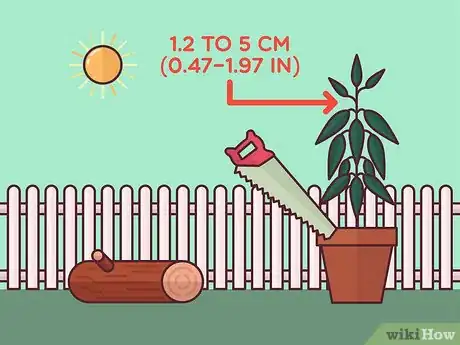 Image titled Harvest Cinnamon Step 3