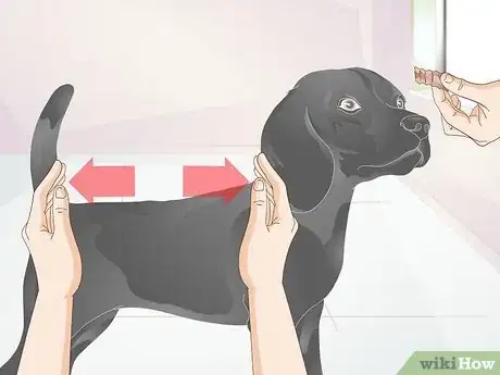 Image titled Measure Dogs for Coats Step 5