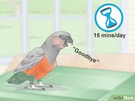 Image titled Teach a Red Bellied Parrot to Speak Step 2