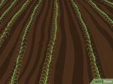 Image titled Plow With Two Row Cultivators Step 1