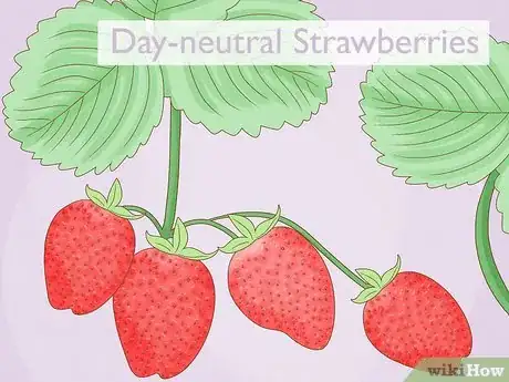 Image titled Grow Strawberries in Hanging Baskets Step 3