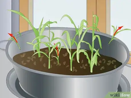 Image titled Grow Corn Indoors Step 8