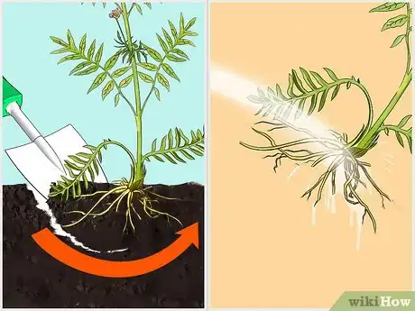 Image titled Grow Valerian Step 14