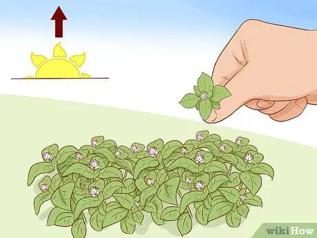 Image titled Harvest Chickweed Step 6