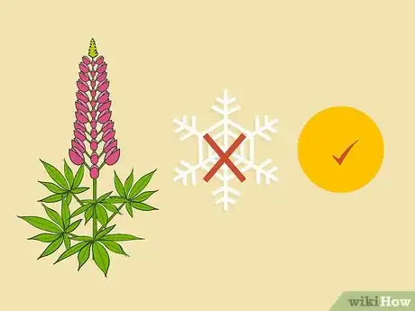 Image titled Grow Lupine Flowers Step 01