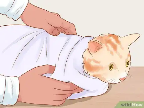 Image titled Give Selamectin to Cats with Parasites Step 2