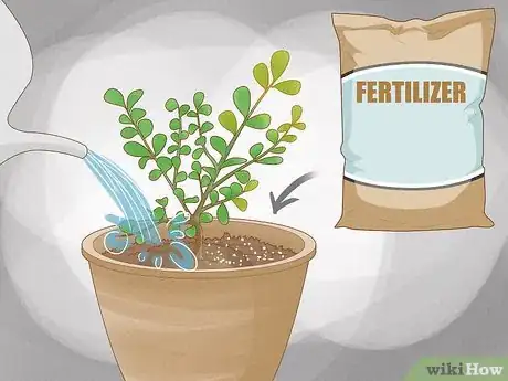 Image titled Grow a Topiary Step 5