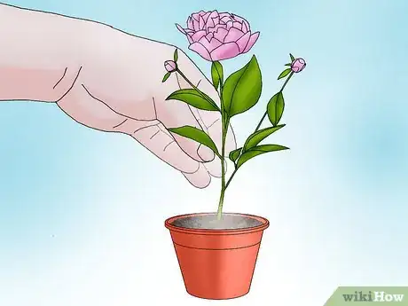 Image titled Grow a Peony in a Pot Step 9