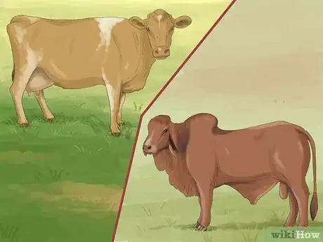 Image titled Identify Guernsey Cattle Step 4