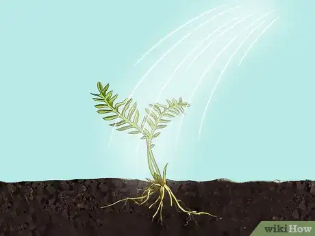 Image titled Grow Valerian Step 10