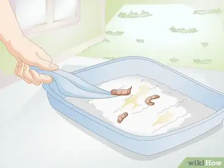 Image titled Diagnose Urinary Tract Disease in Cats Step 11