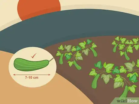 Image titled Harvest Zucchini Step 08