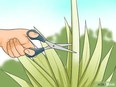 Image titled Plant Allium Bulbs Step 17