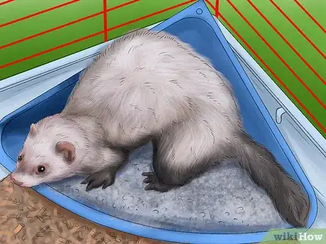 Image titled Litter Train Your Ferret Step 3