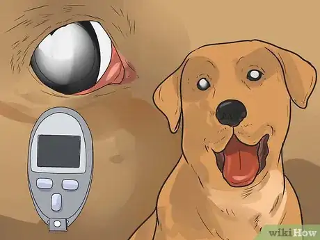 Image titled Diagnose Cataracts in Labrador Retrievers Step 5